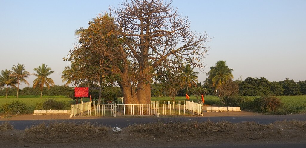 Kalpavriksha at Nagar-Manmad Highway, Sakori (Ahmednagar, Maharashtra, India)