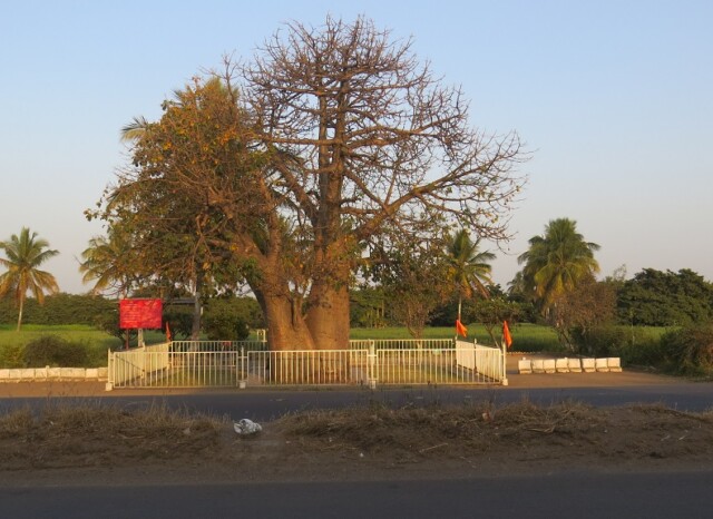 Kalpavriksha at Nagar-Manmad Highway, Sakori (Ahmednagar, Maharashtra, India)