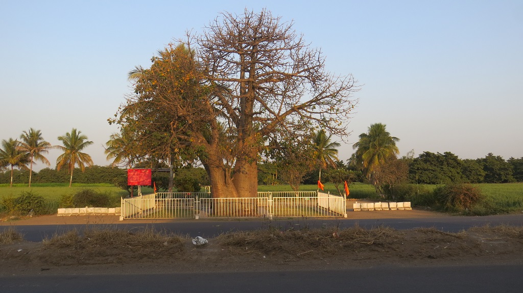 Kalpavriksha (A Wishing Tree) at Nagar-Manmad Highway, Sakori