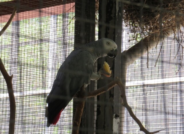 African Grey Parrot at EsselWorld Bird Park in Mumbai (Maharashtra, India)