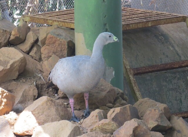 Cape Barren Goose at EsselWorld Bird Park in Mumbai (Maharashtra, India)