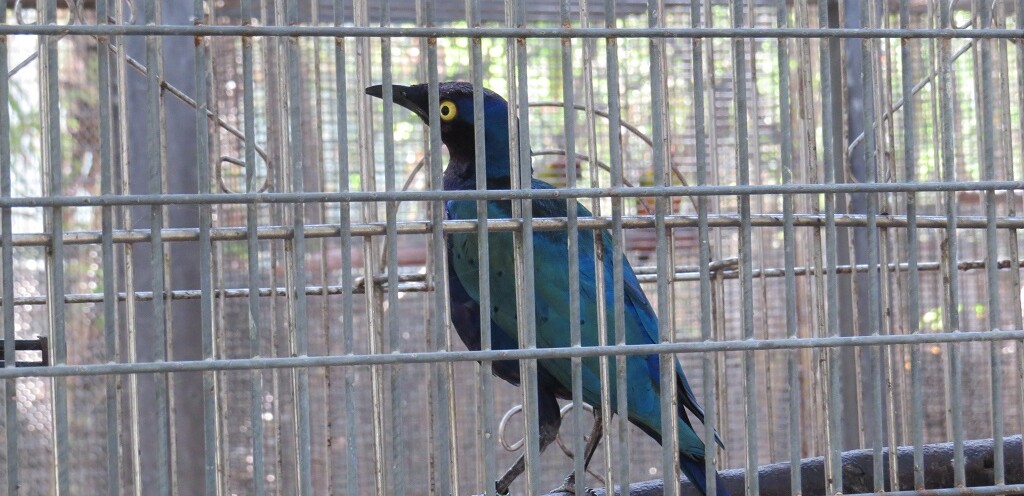 Glossy Starling at EsselWorld Bird Park in Mumbai (Maharashtra, India)
