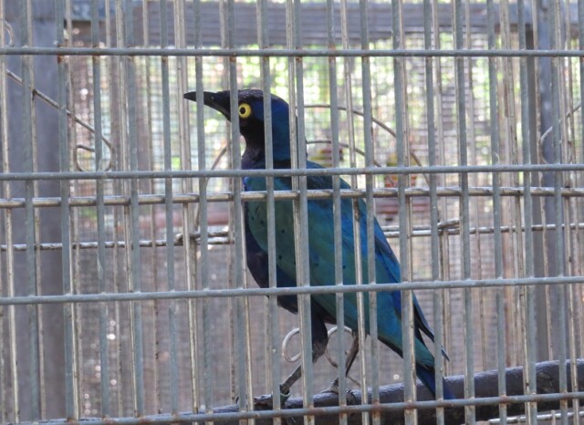 Glossy Starling at EsselWorld Bird Park in Mumbai (Maharashtra, India)