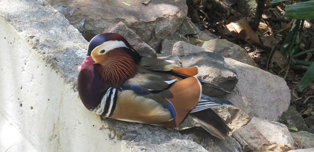 Mandarin Duck at EsselWorld Bird Park in Mumbai (Maharashtra, India)