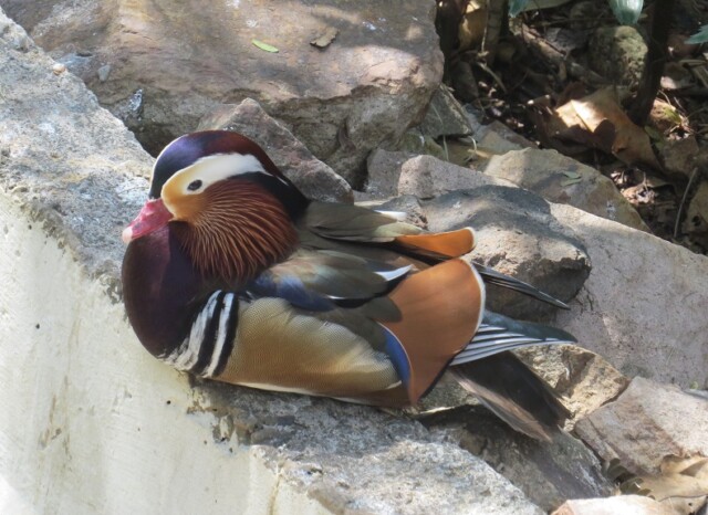 Mandarin Duck at EsselWorld Bird Park in Mumbai (Maharashtra, India)