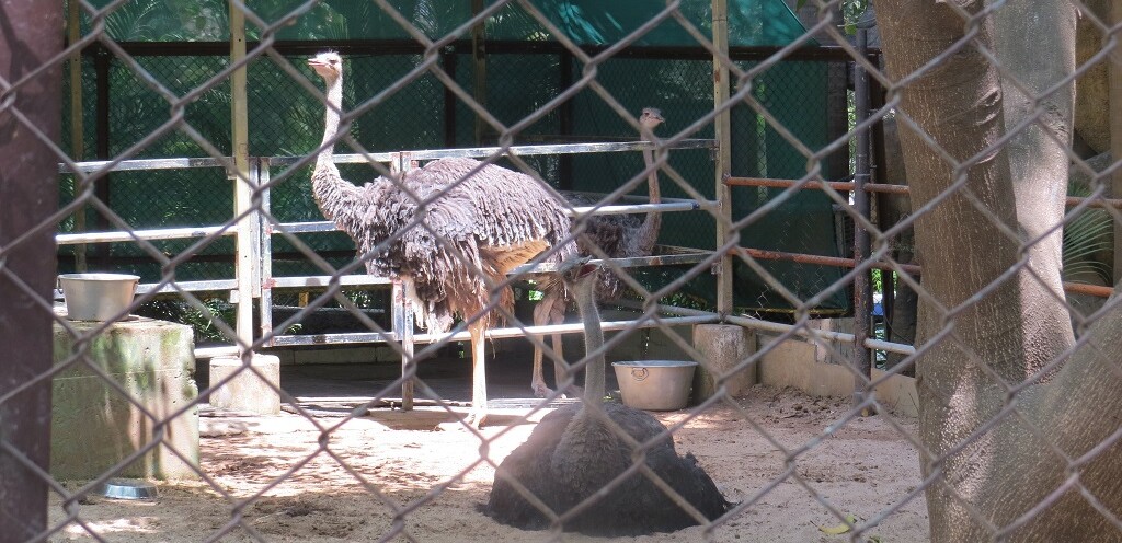 Ostrich (flightless bird) at EsselWorld Bird Park in Mumbai (Maharashtra, India)