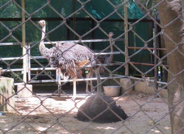 Ostrich (flightless bird) at EsselWorld Bird Park in Mumbai (Maharashtra, India)
