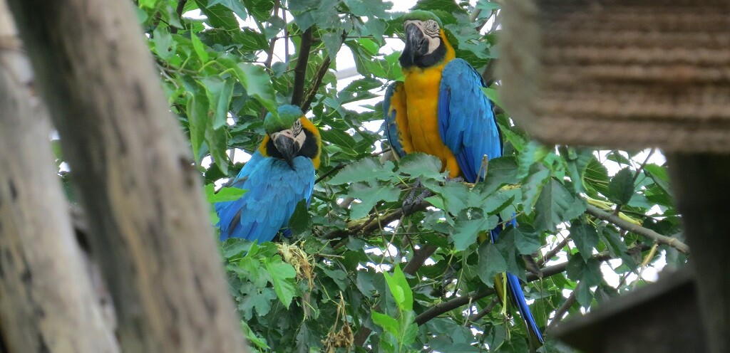 A Pair of Blue Gold Macaw (Chandigarh Bird Park, India)