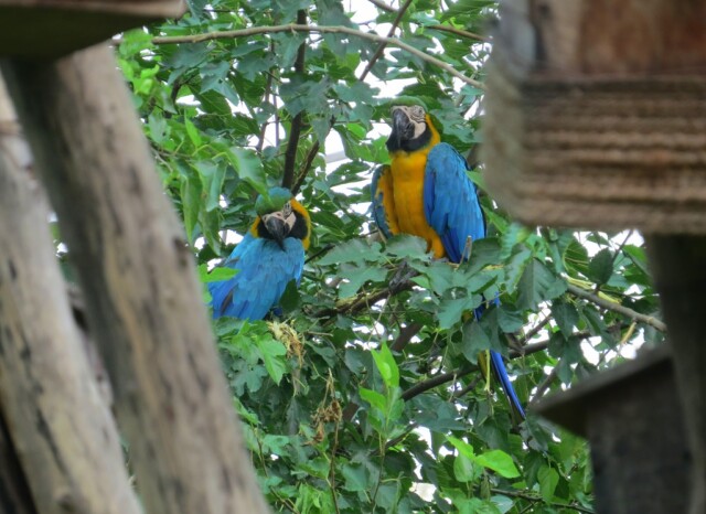 A Pair of Blue Gold Macaw (Chandigarh Bird Park, India)