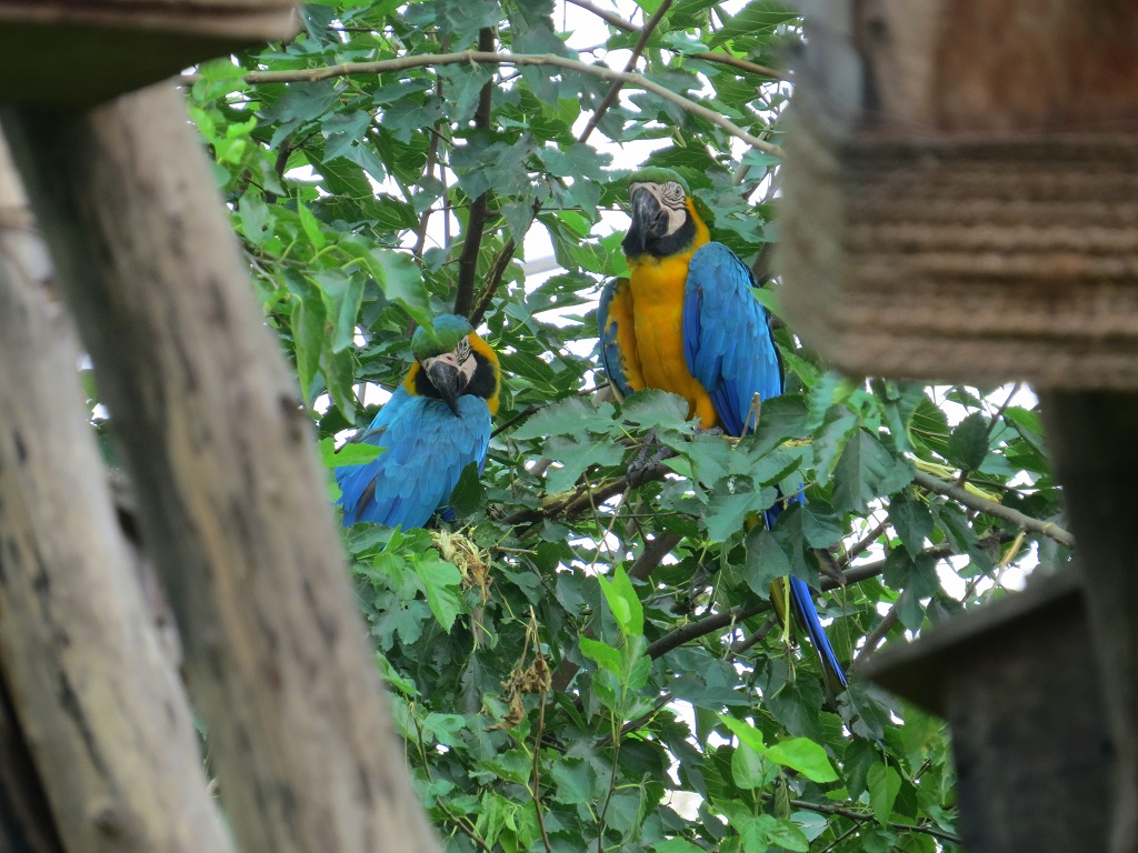 A Pair of Blue Gold Macaw (Chandigarh Bird Park, India)