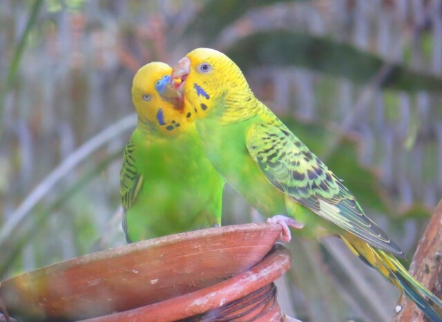 A Pair of Budgerigar at Chandigarh Bird Park (India)