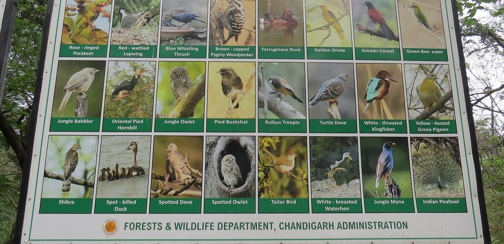 Bird Biodiversity in Chandigarh City Forests