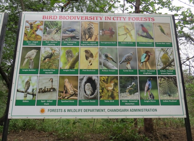 Bird Biodiversity in Chandigarh City Forests