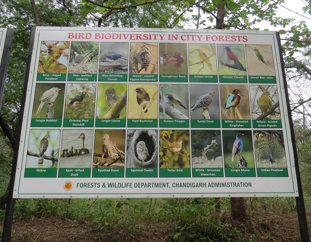 Bird Biodiversity in Chandigarh City Forests