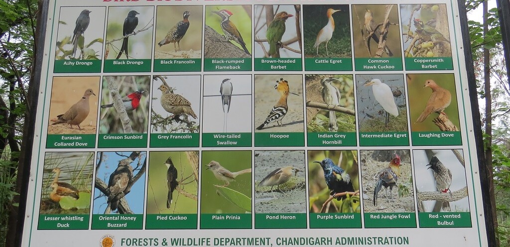 Bird Biodiversity in Chandigarh Forests