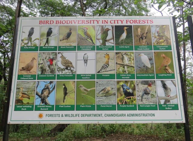 Bird Biodiversity in Chandigarh Forests