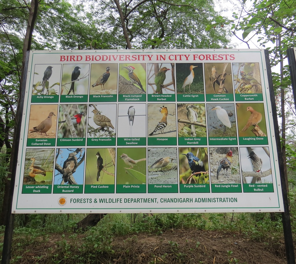 Bird Biodiversity in Chandigarh Forests