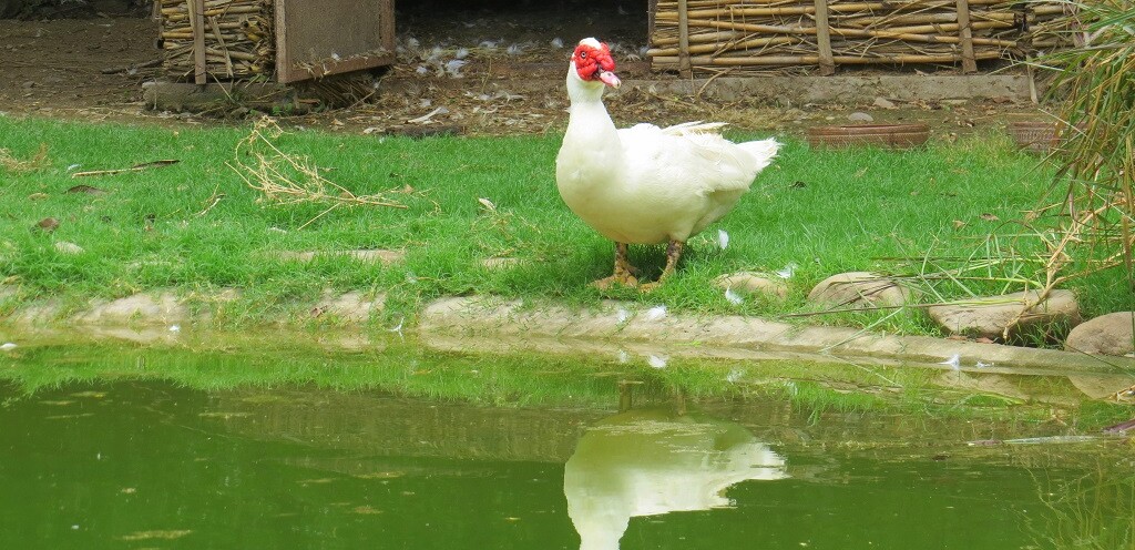 Domestic Muscovy Duck (Chandigarh Bird Park, India)