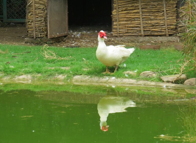 Domestic Muscovy Duck (Chandigarh Bird Park, India)