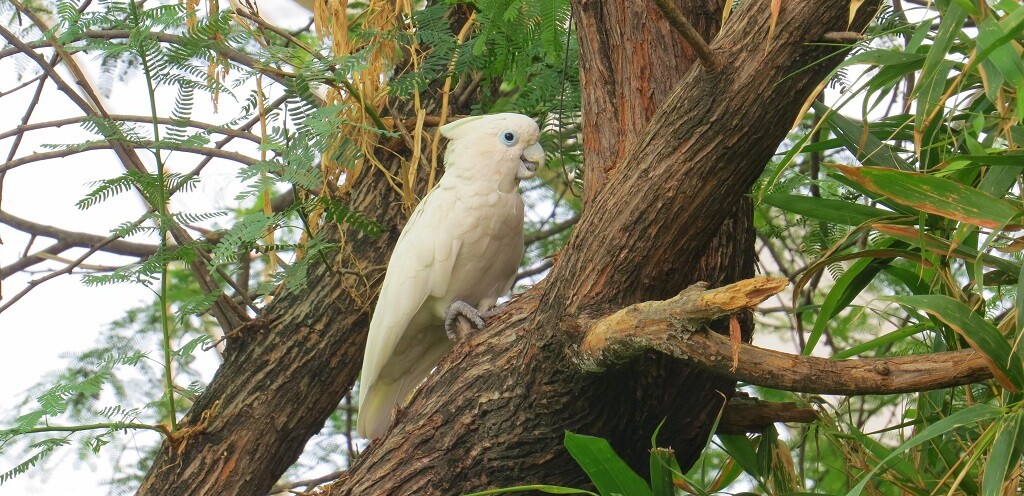 Ducorps Cockatoo Sitting On A Tree Branch at Chandigarh Bird Park (India)