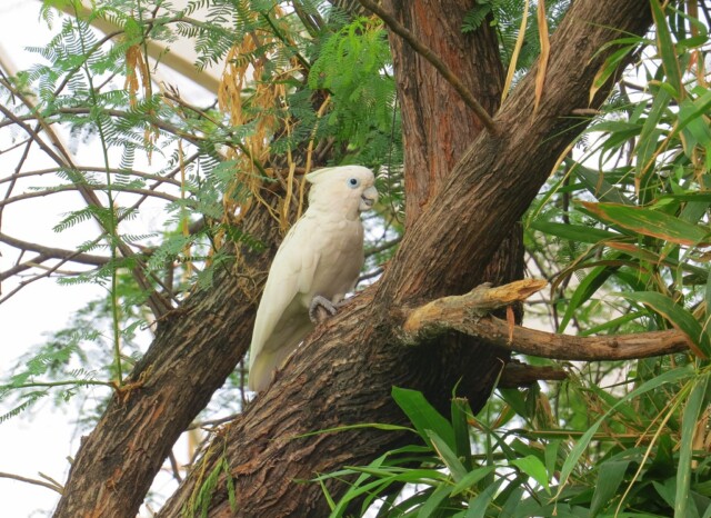 Ducorps Cockatoo Sitting On A Tree Branch at Chandigarh Bird Park (India)