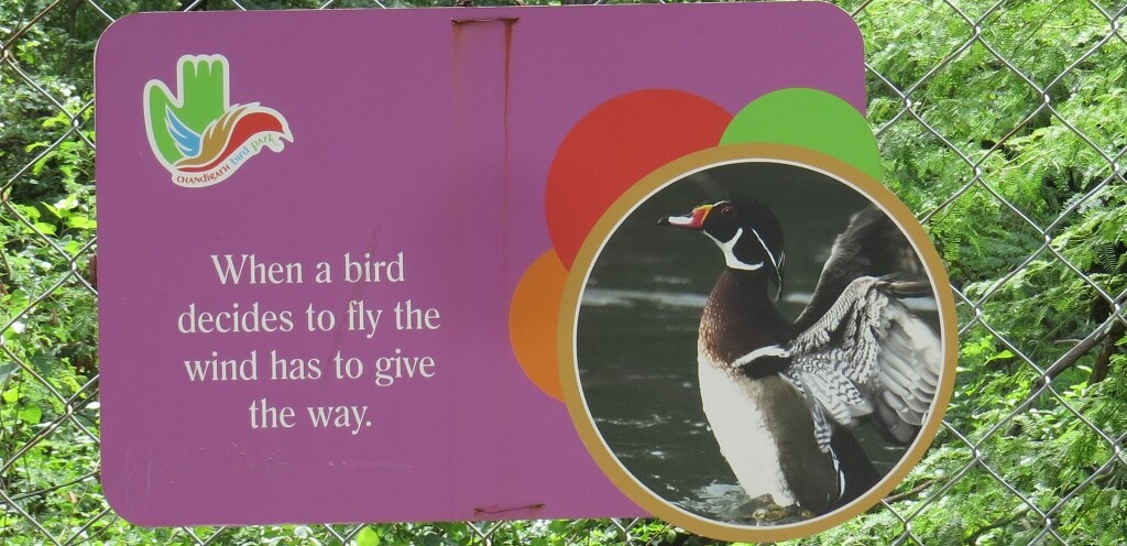 Inspirational Bird Quote (Chandigarh Bird Park, India)