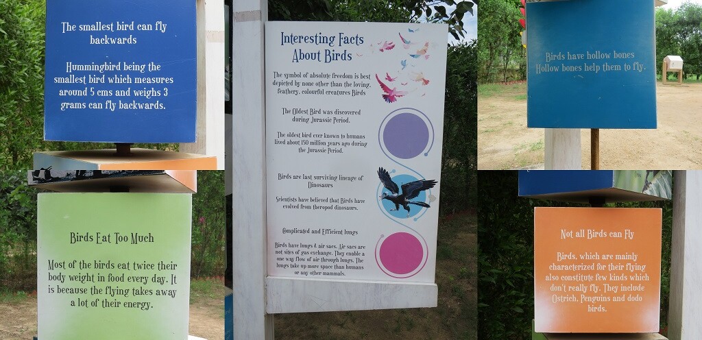 Interesting Facts About Birds (Chandigarh Bird Park, India)