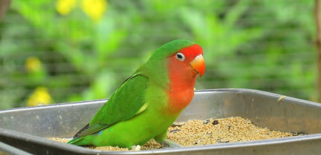 Love Bird Sitting inside Her Feeding Tray at Chandigarh Bird Park (India)