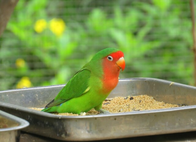 Love Bird Sitting inside Her Feeding Tray at Chandigarh Bird Park (India)