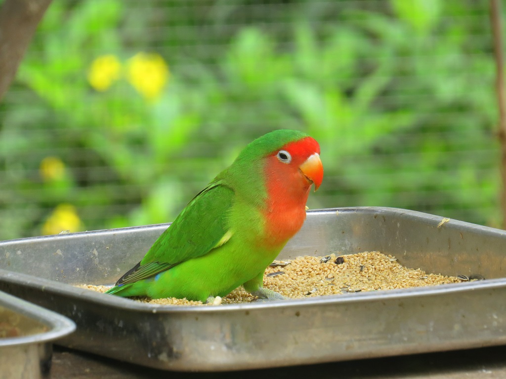 Love Bird Sitting inside Her Feeding Tray at Chandigarh Bird Park (India)
