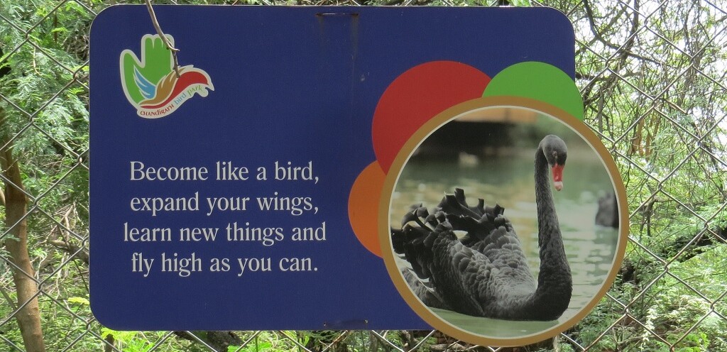 Quote - Become Like A Bird (Chandigarh Bird Park, India)