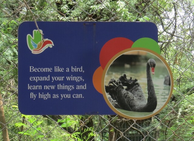 Quote - Become Like A Bird (Chandigarh Bird Park, India)