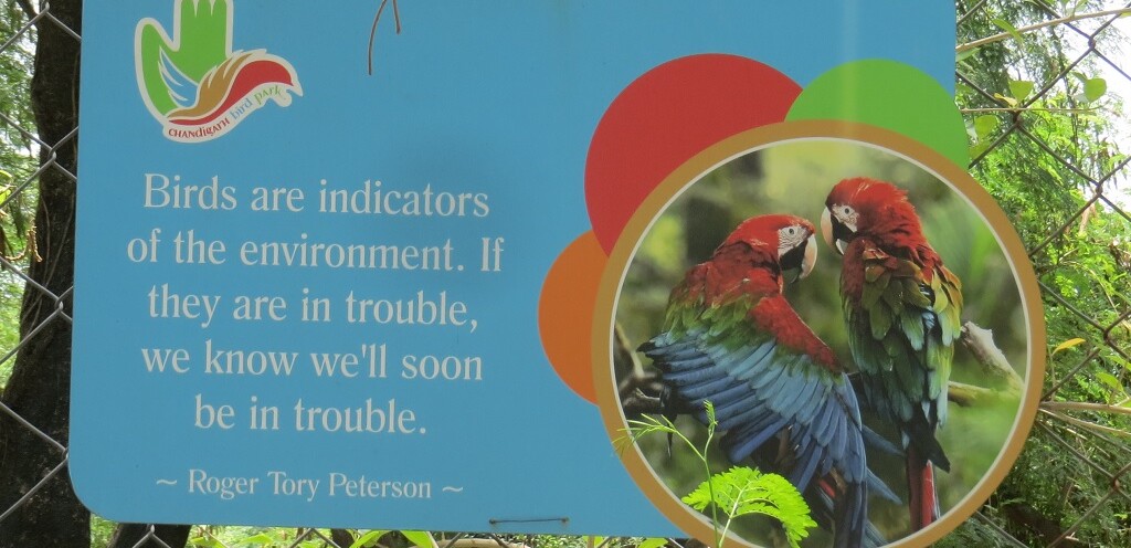 Roger Tory Peterson Quote About Birds (Chandigarh Bird Park, India)