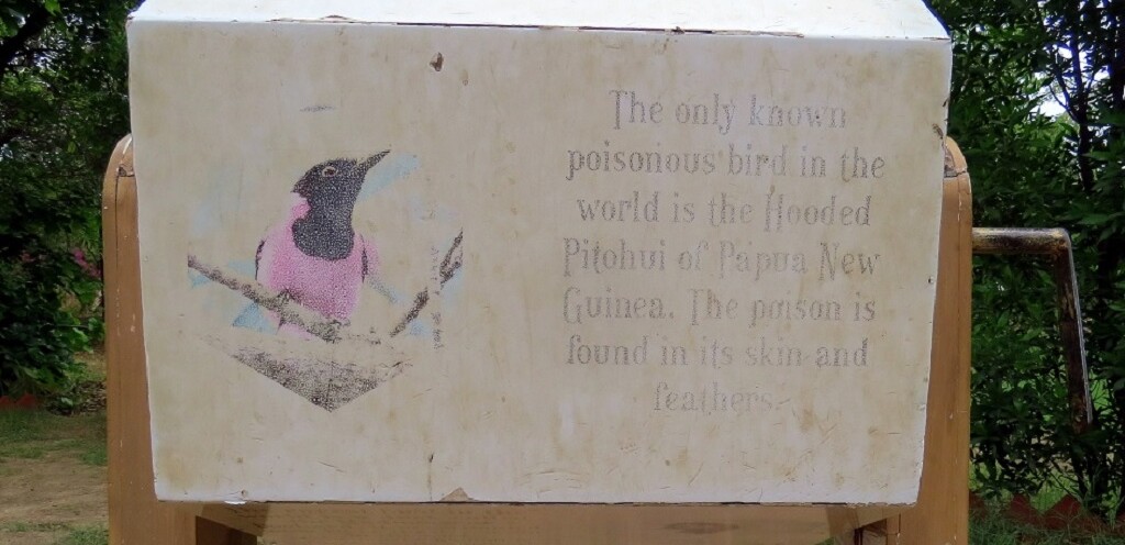 Which is The Only Known Poisonous Bird in the World?