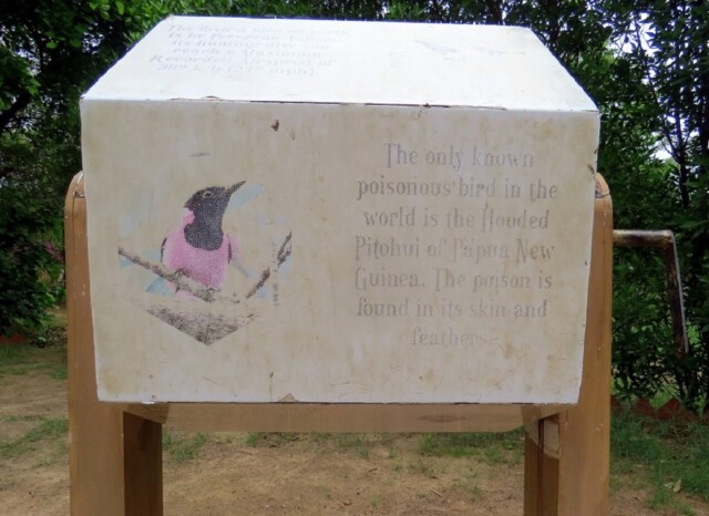 Which is The Only Known Poisonous Bird in the World?