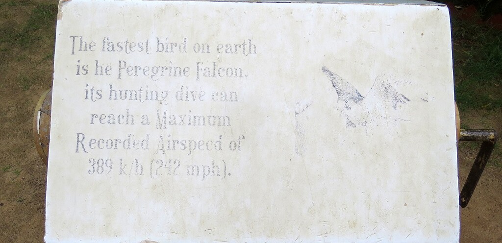 Which is the Fastest Bird on Earth?