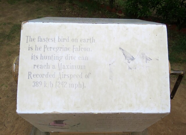 Which is the Fastest Bird on Earth?