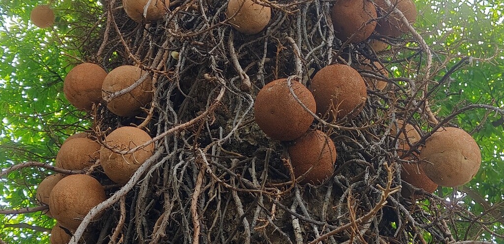 Cannon Ball Tree at Maharajbagh Zoo in Nagpur (Maharashtra)