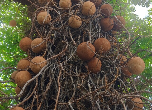 Cannon Ball Tree at Maharajbagh Zoo in Nagpur (Maharashtra)
