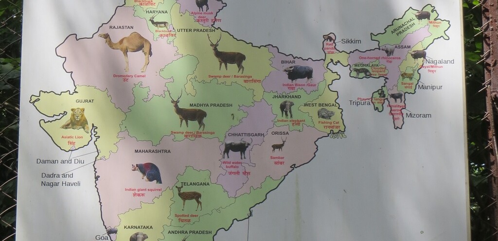 State Animal of India (Maharajbagh Zoo, Nagpur, Maharashtra)