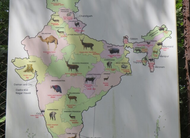 State Animal of India (Maharajbagh Zoo, Nagpur, Maharashtra)