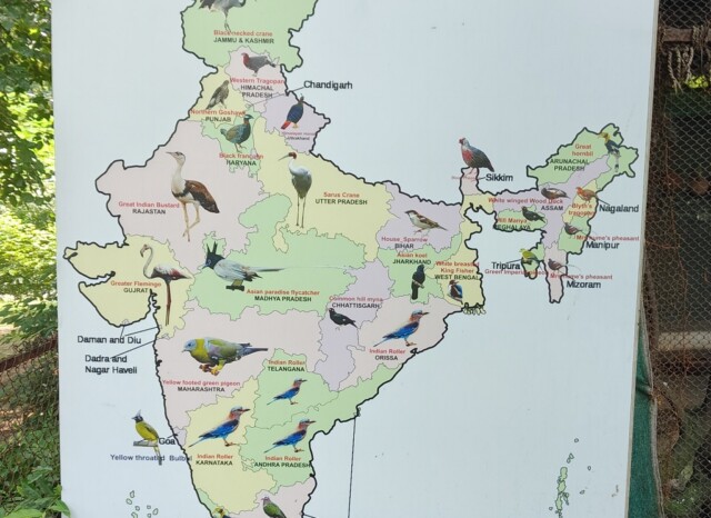 State Birds of India (Maharajbagh Zoo, Nagpur, Maharashtra)
