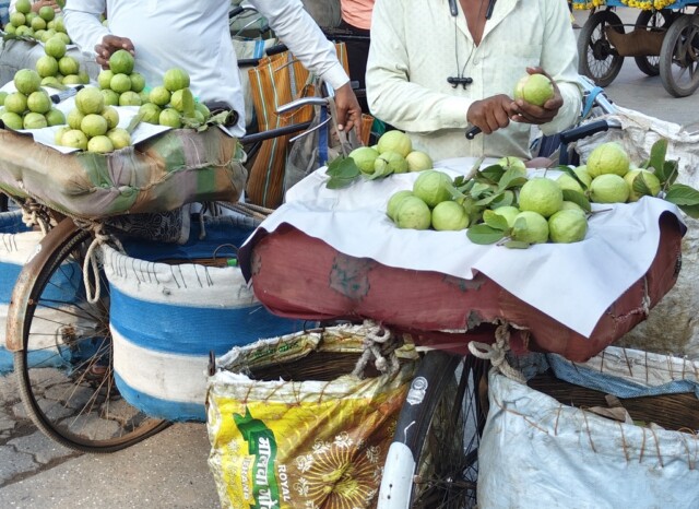 Streetside Vendors Selling Guava in Shirdi (Maharashtra, India)