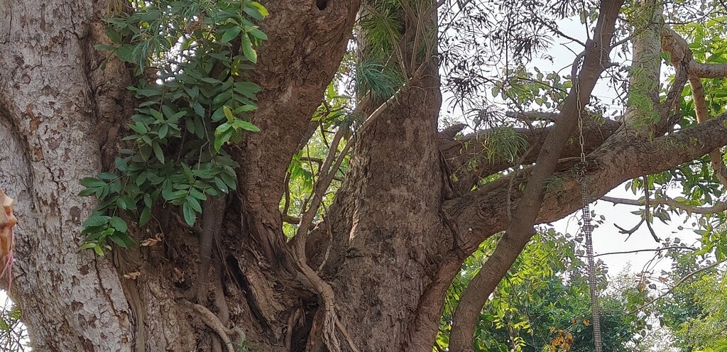 600 Year Old Peepal Tree at Baba Budheshwar Mahadev Shiv Mandir, Saraikela (Jharkhand)