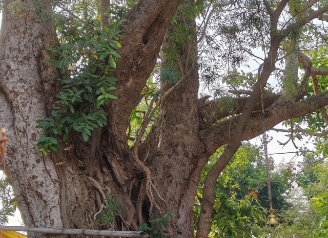 600 Year Old Peepal Tree at Baba Budheshwar Mahadev Shiv Mandir, Saraikela (Jharkhand)