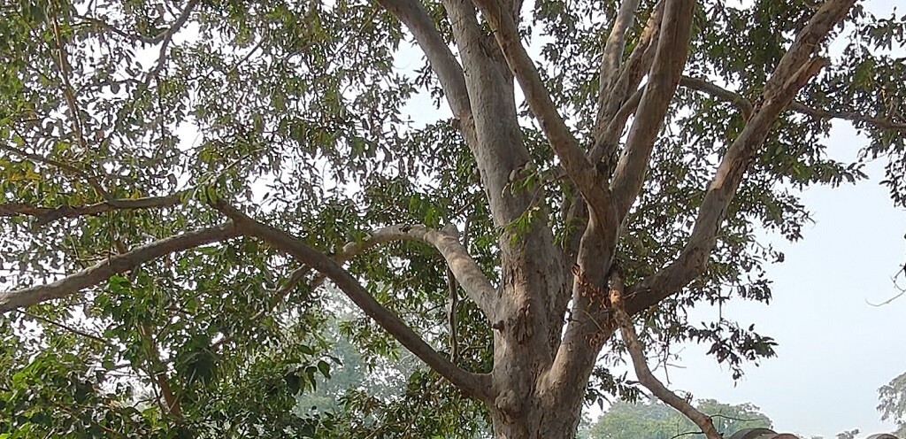 Shri Shri Ekta Sankalp Vriksha, Bhimkhanda (Jharkhand, India)