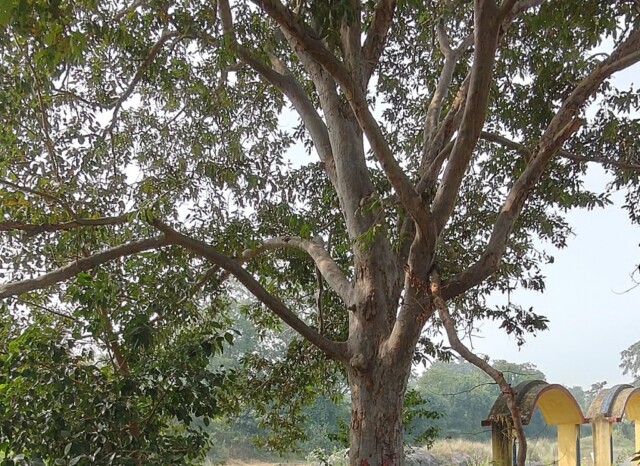 Shri Shri Ekta Sankalp Vriksha, Bhimkhanda (Jharkhand, India)