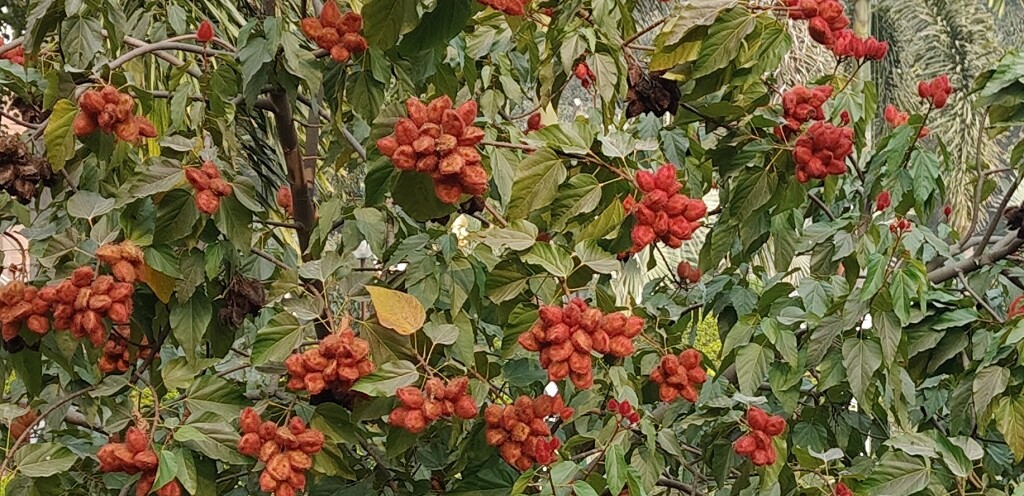 Vermilion (sindoor) Tree at Wat Thai Temple, Sarnath, Uttar Pradesh (India)