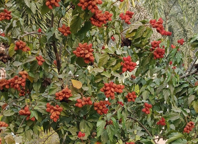 Vermilion (sindoor) Tree at Wat Thai Temple, Sarnath, Uttar Pradesh (India)