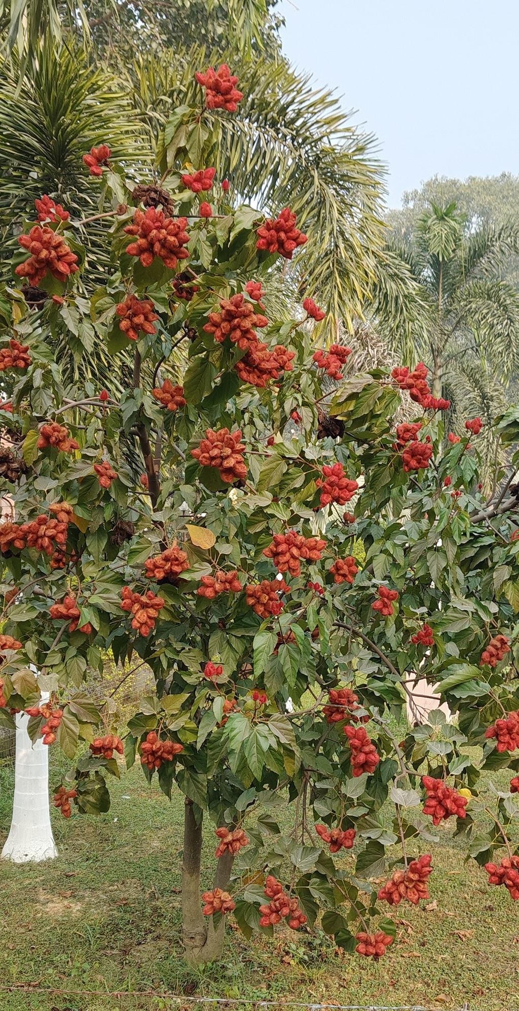 Vermilion (sindoor) Tree at Wat Thai Temple, Sarnath, Uttar Pradesh (India)